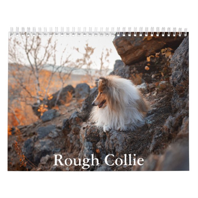 Rough Collie-kalender Kalender (Omslag)
