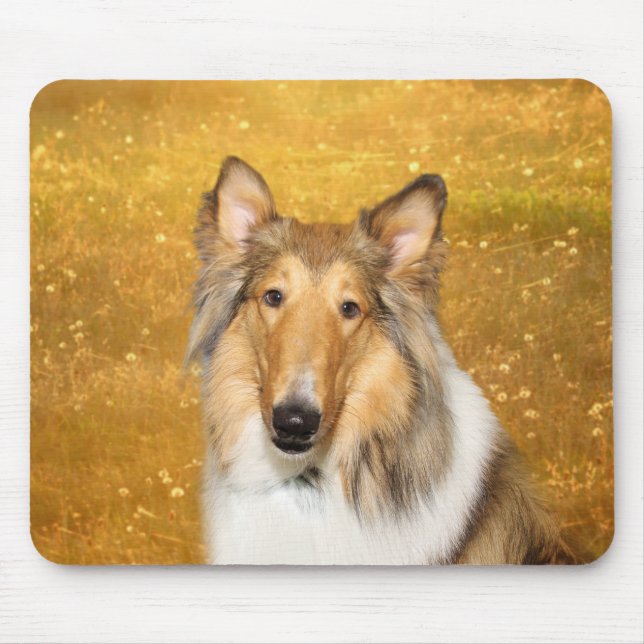 Rough Collie Musmatta (Framsidan)