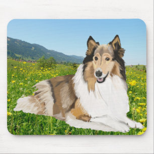Rough Collie Musmatta