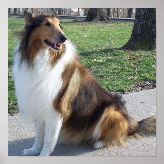 Rough Collie Poster (Framsidan)