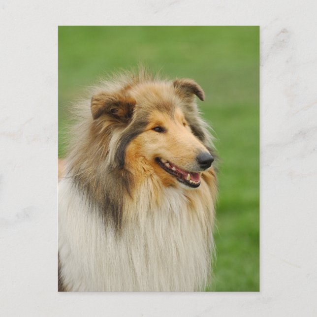 Rough Collie Vykort (Framsida)