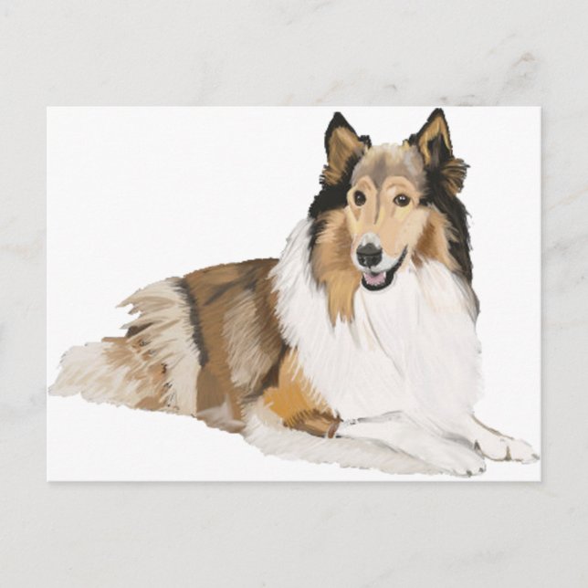 Rough Collie Vykort (Framsida)