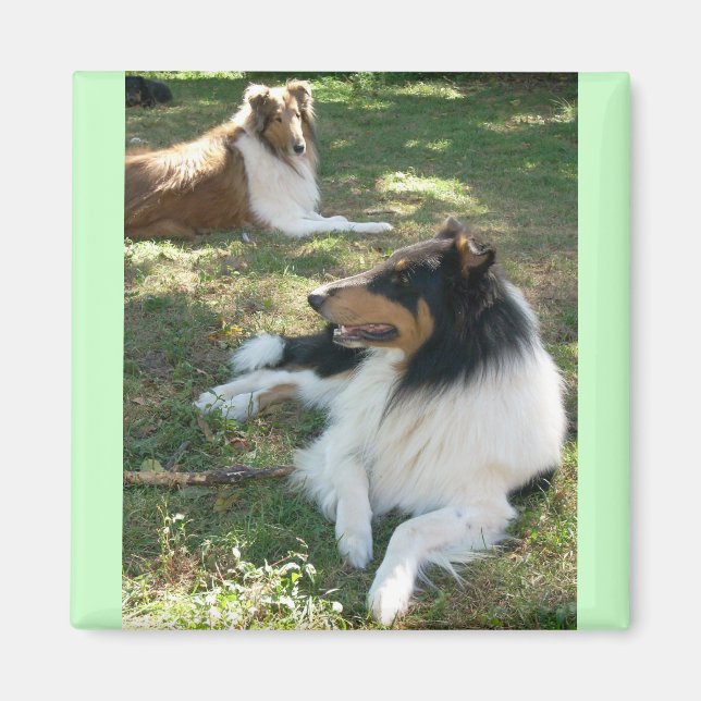 Rough Collies Magnet (Framsidan)