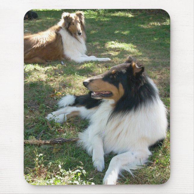 Rough Collies Musmatta (Framsidan)