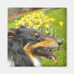 Rough Tri-Färg Collie n Tulips Magnet