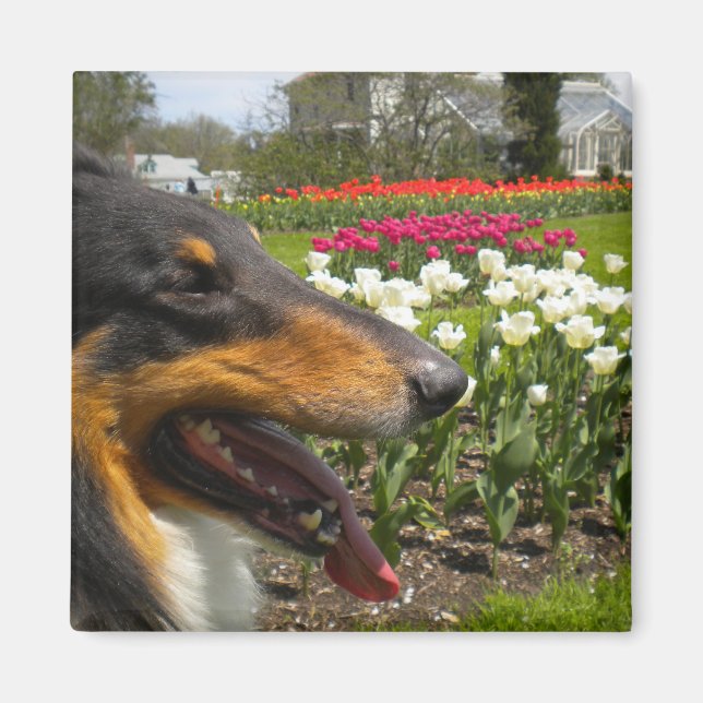Rough Tri-Färg Collie n Tulips Magnet (Framsidan)
