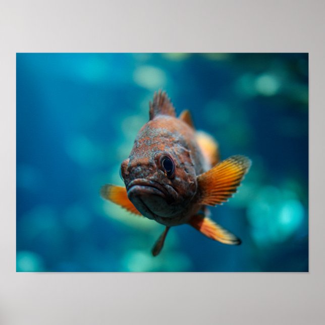 Rougheye Rockfish Poster (Framsidan)
