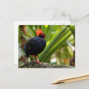 Roul Crested Wood Partridge Vykort