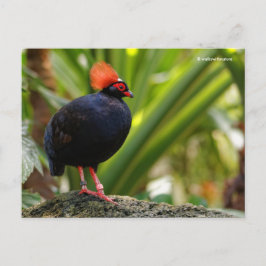 Roul Crested Wood Partridge Vykort