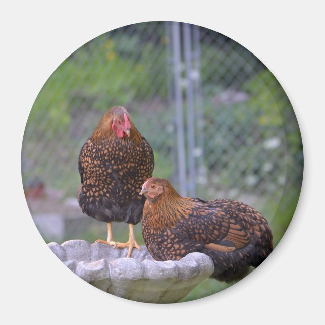 Round Chicken Magnet (Framsidan)