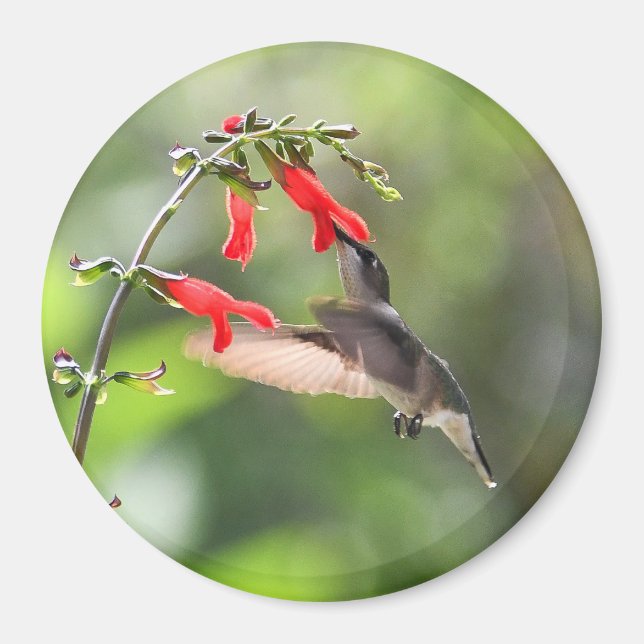 Round Hummingbird Magnet (Framsidan)