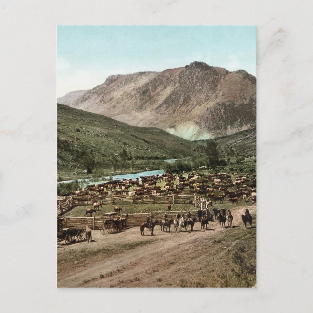 Round Up (Colorado, 1898) Vykort (Framsida)