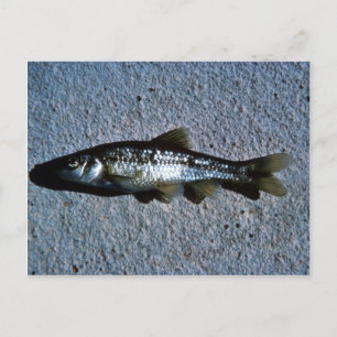Roundnos Minnow Vykort