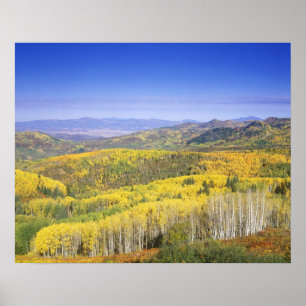 Routt National Forest i färg, nära Poster