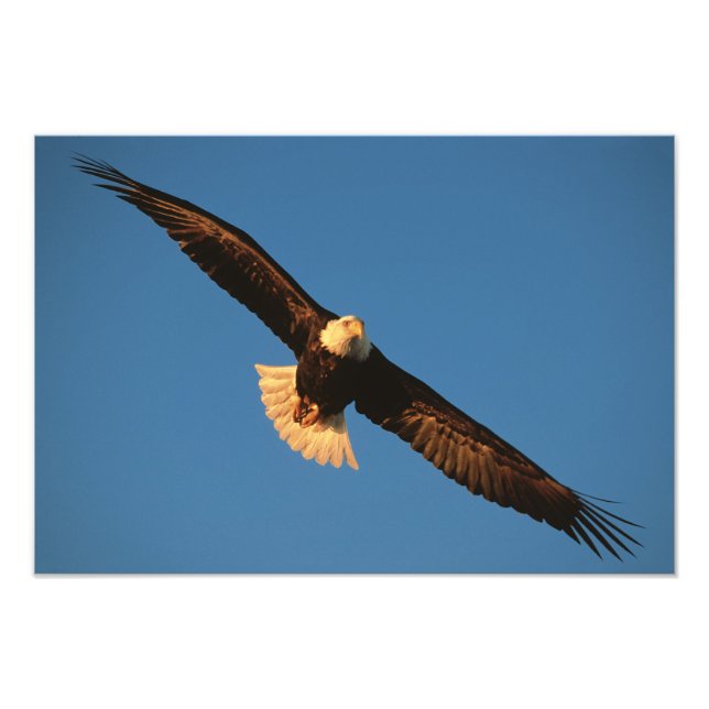Rovfågel, Vitörad havsörn under flykt, Kachemak Fototryck (Framsidan)