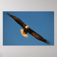 Rovfågel, Vitörad havsörn under flykt, Kachemak