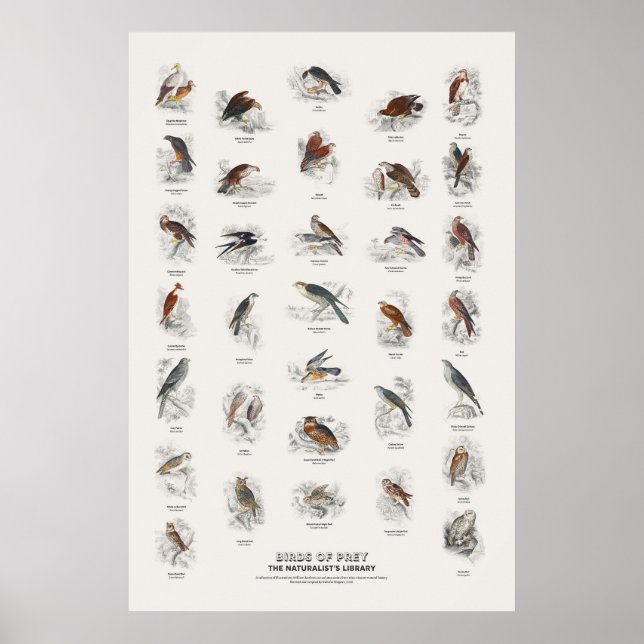 Rovfåglar - Naturalist's Library Poster (Framsidan)