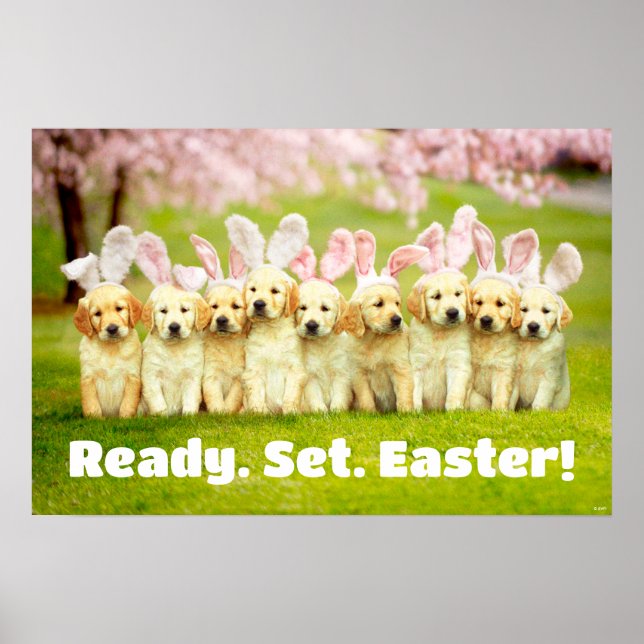 Row of Puppy Bunnies Poster (Framsidan)