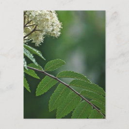 Rowan Blommar Postcard Vykort