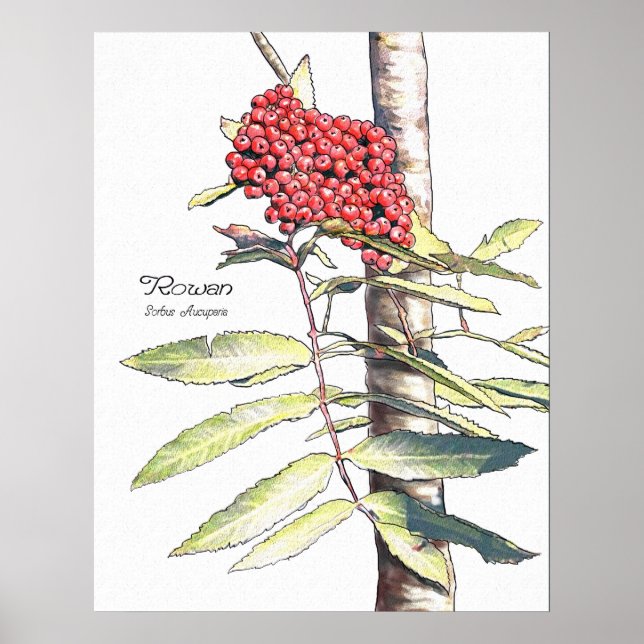 Rowan Study Poster (Framsidan)