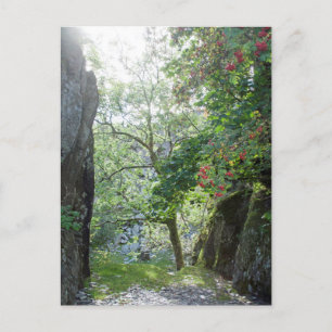 Rowan Träd Tilberthwaite Quarry Card Vykort