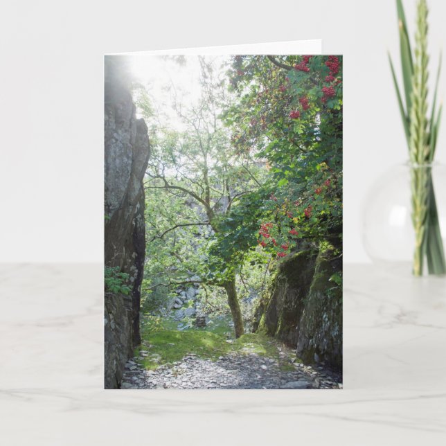 Rowan Träd Tilberthwaite Quarry Kort (Framsida)