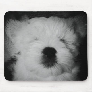 Rowdy Maltipoo Puppy Musmatta