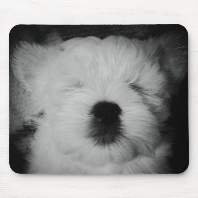 Rowdy Maltipoo Puppy Musmatta (Framsidan)