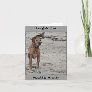 Rowdy, Rawhide Rowdy, Langlais Zoo Kort