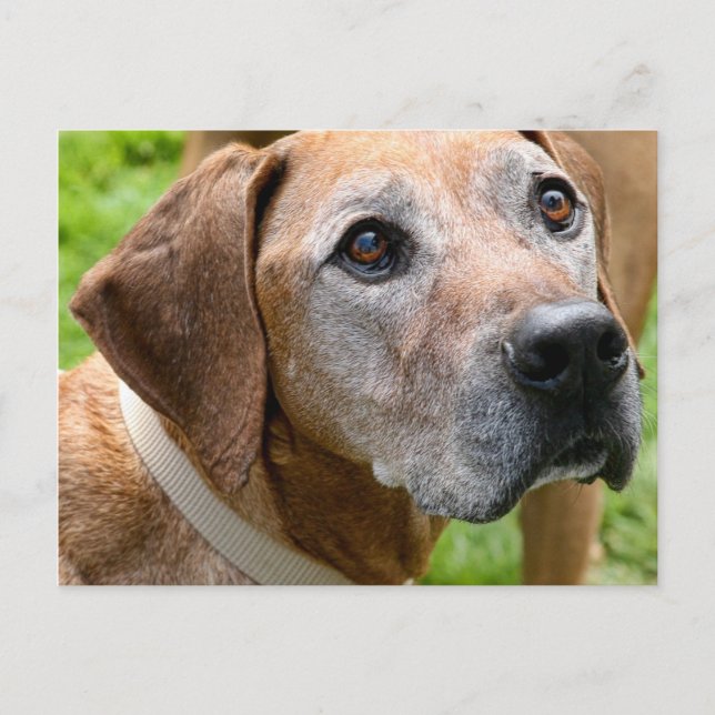 Rowdy Vykort (Framsida)