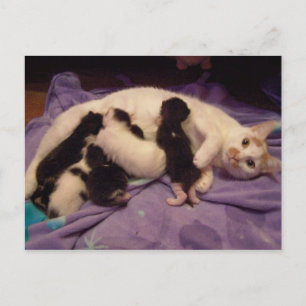 Roxy med kattunge vykort