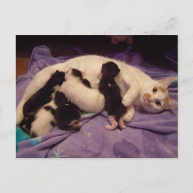 Roxy med kattunge vykort (Framsida)