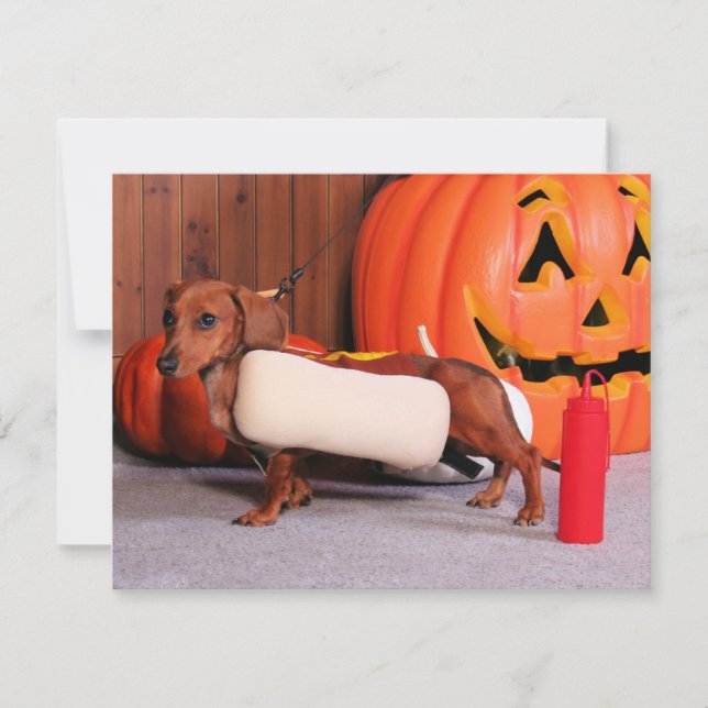 Roxy - Mini Dachshund - Elliott (Framsida)