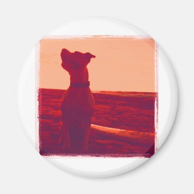 Roxy Photo av Daniela Magnet (Framsidan)