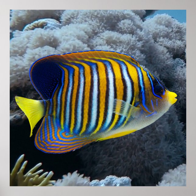 Royal Angel Fish Poster (Framsidan)