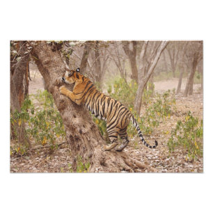 Royal Bengal Tiger klättrar upp i trädet, Fototryck