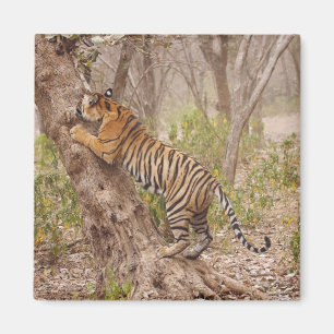 Royal Bengal Tiger klättrar upp i trädet, Magnet