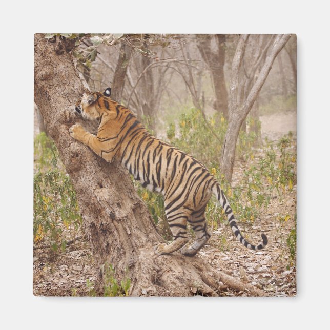 Royal Bengal Tiger klättrar upp i trädet, Magnet (Framsidan)