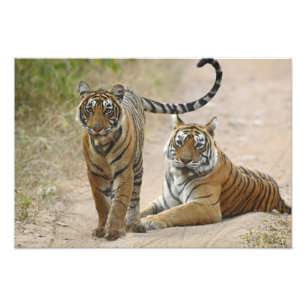 Royal Bengal Tiger och unge, Ranthambhor Fototryck
