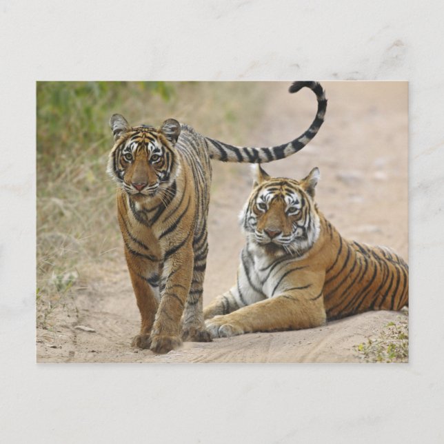 Royal Bengal Tiger och Young, Ranthambhor Vykort (Framsida)