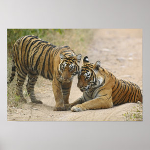 Royal Bengal Tiger och Young - Touching ahead. Poster