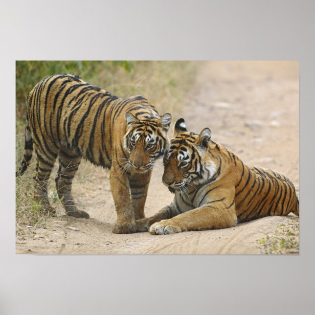 Royal Bengal Tiger och Young - Touching ahead. Poster (Framsidan)