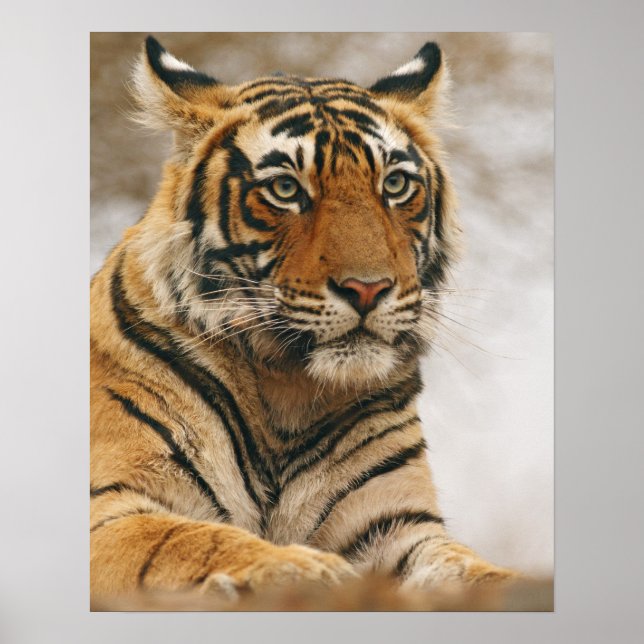 Royal Bengal Tiger på klippan, Ranthambhor Poster (Framsidan)