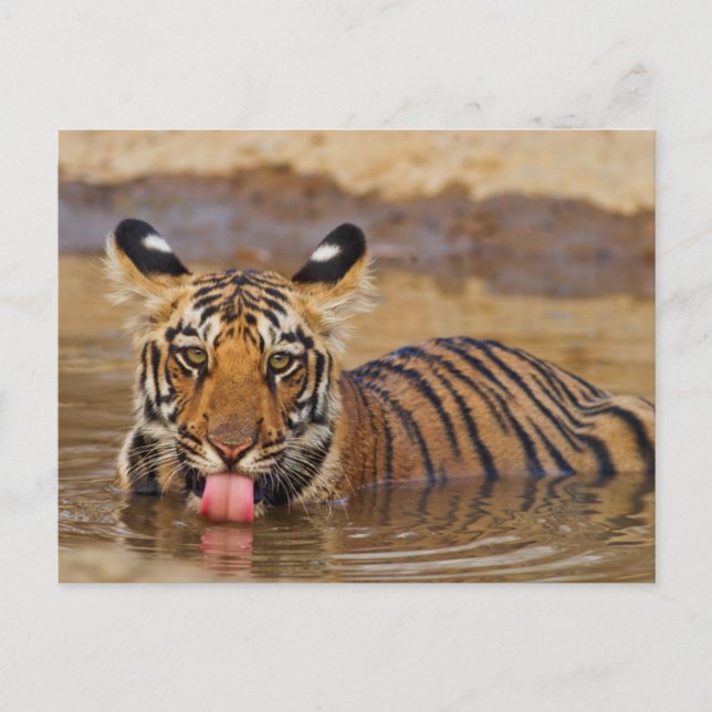 Royal Bengal Tiger unge, drickande vatten Vykort (Framsida)