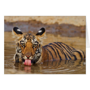 Royal Bengal Tiger unge, dricker vatten Hälsningskort