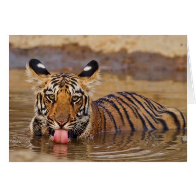 Royal Bengal Tiger unge, dricker vatten Hälsningskort (Framsidan Horizontal)