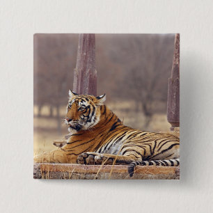 Royal Bengal Tiger vid ceaph, Knapp