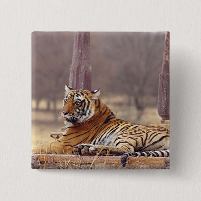 Royal Bengal Tiger vid ceaph, Knapp (Framsida)