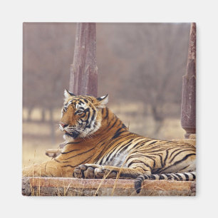 Royal Bengal Tiger vid kapellet, Magnet