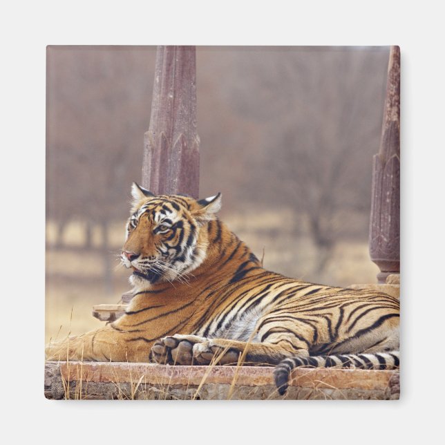 Royal Bengal Tiger vid kapseln, Magnet (Framsidan)